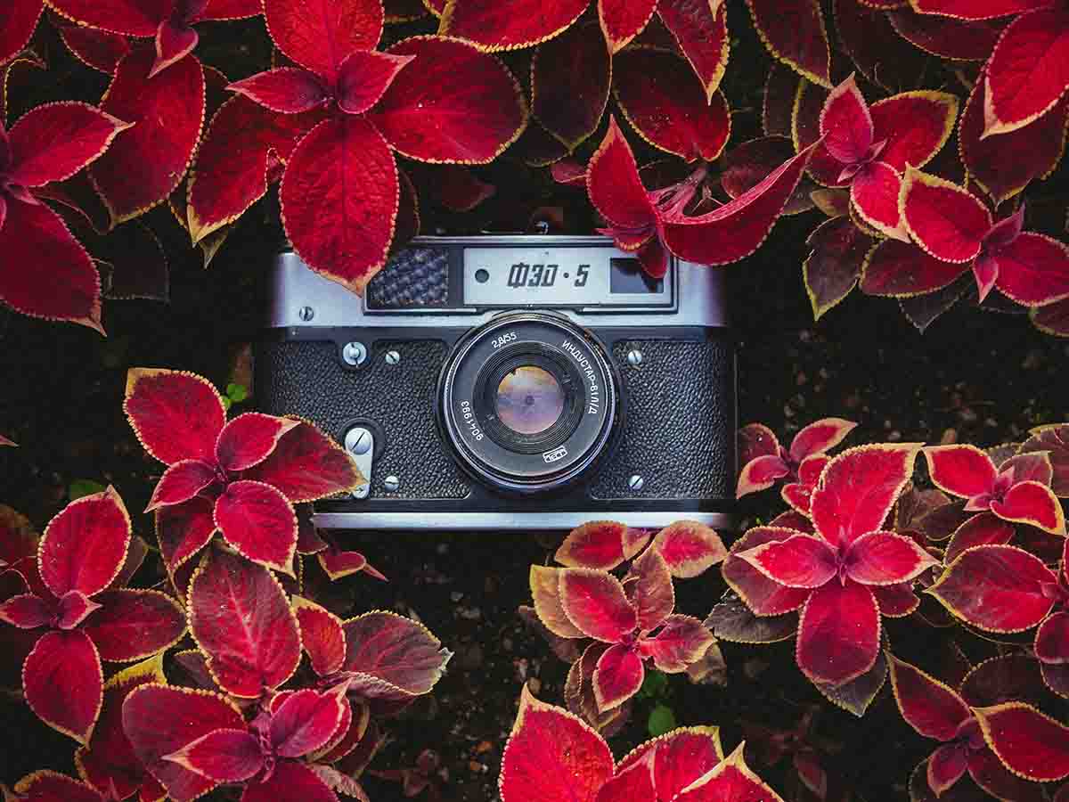 Camera in a bed of flowers